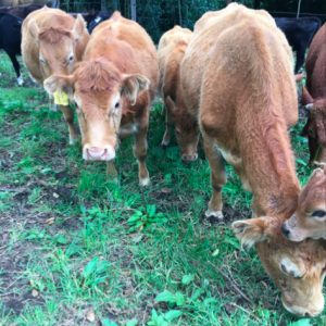 raza ganado limousin