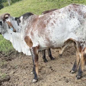 0BC9DC25-D690-4E87-BC85-FE68CA2253B2