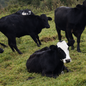 0fe49076-7276-4345-bfe8-44be8178ba73-3