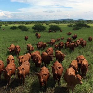 10847671_848355575236165_7329060194508477111_o