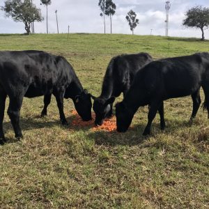 1155B065-FA84-434A-B99F-F09E382F2509