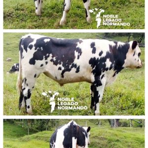 20240604_204932-COLLAGE