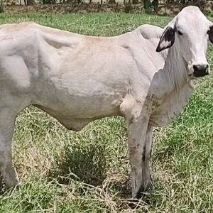 2056-BLANCA