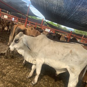 26A79E24-DB39-42D8-86A9-7B70493E347A