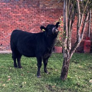 4C7DC9FF-743F-49F6-A68D-5228F07272FA