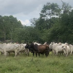 4E9768AD-3BA9-4F54-BA45-1512CFFA8672