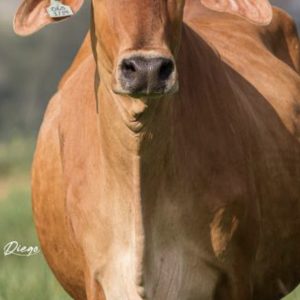 5ED44265-92FF-496E-B471-5CA5B838D1AB_1_201_a-1