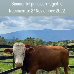 6a8cf799-e8cc-4e85-9541-489fe7388db9-1