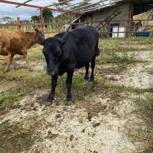 80670BC5-FF7F-4EDD-828E-A5518D2B6158