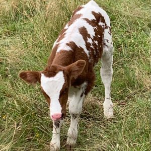 8E8C78A1-EE5A-4C81-934F-C5F69A887DE8