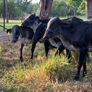 9AD495B7-4A2B-4009-853C-21695678CE29