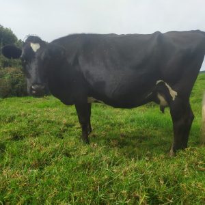 AB8932CF-8B2F-4366-8073-BFFBD592FBBC