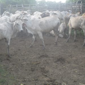 C484FE04-BEC6-4AB4-B8EA-BF20700A3181