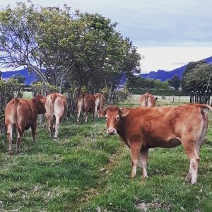 CE7122A5-201F-4F50-B3D1-98443B88A127