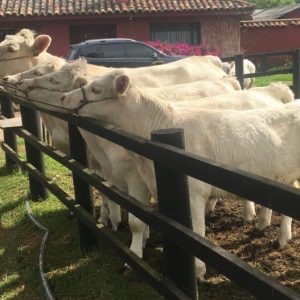 CHAROLAISE-VTA-2020-848x566-1