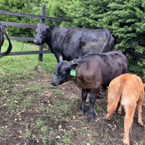 DD18798A-FCD0-442E-A791-D153DF24AF7B_1_105_c