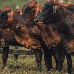 Ekinos-Bovinos-144-1