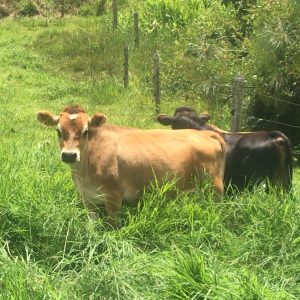 FCBC039B-006F-4249-817F-DDA2564B0DA3