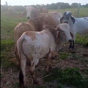 FOTO_1_TERNEROS-PTO-LL-2