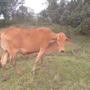 Foto-Caperucita-Brahaman-Roja