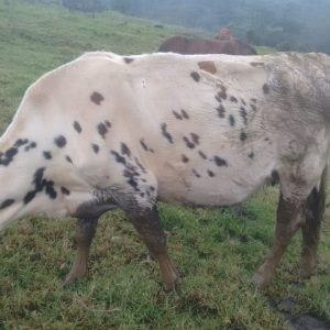 Foto-Paulina-Normanda-Pura