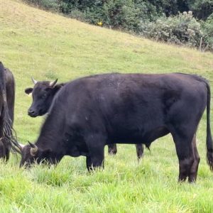 GANADO-WAGYU-COLOMBIA-SUGANADO