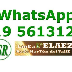 GENEALOGIA-TORO-347-2