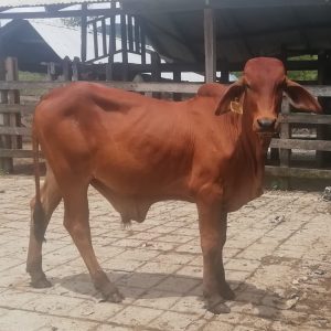 GSE-ICARO-IA-SANTA-ELENA