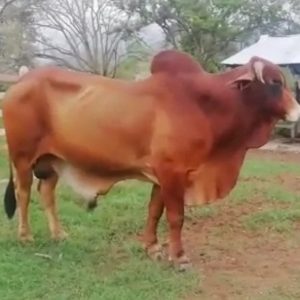 GSE-ICONO-FIV-SANTA-ELENA