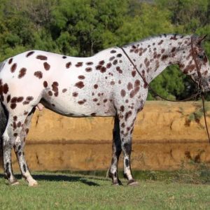 Grant-appaloosa-gelding-4