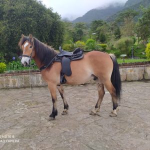 IMG-20200702-WA0048-1