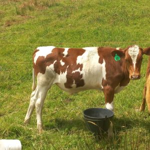 IMG-20230220-WA0017-1