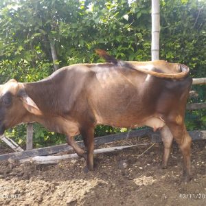 IMG-20231114-WA0022-1