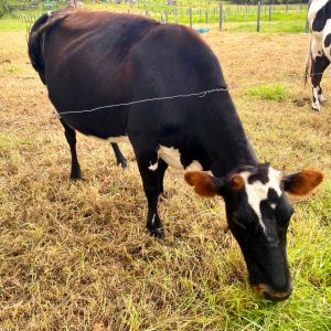 IMG-20250203-WA0010-2