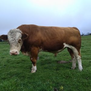 IMG_20201231_073144-1