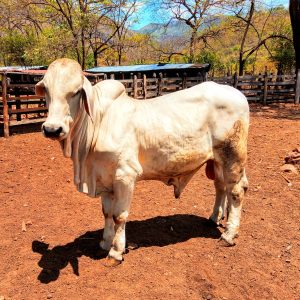 IMG_20210328_124300_719