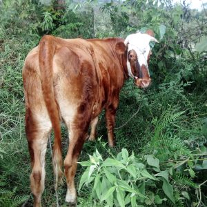 IMG_20210524_162904-1