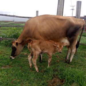 IMG_20220608_062839-2