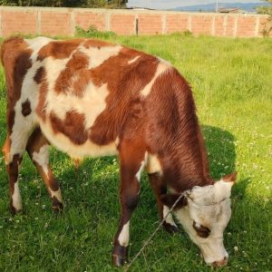 IMG_20231031_080933-1