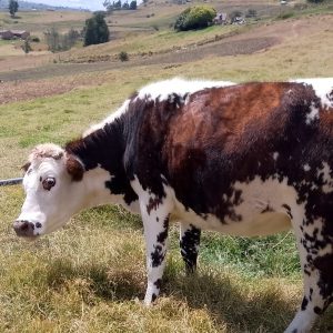 IMG_20240107_112637-2