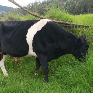 IMG_20240604_161231-1