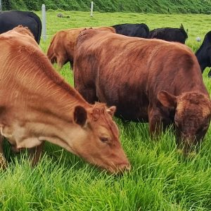 IMG_20250430_093917_990