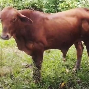 IMG_20250509_123330-1