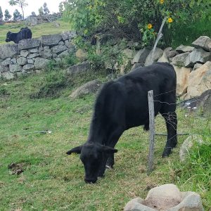 IMG_20250701_171702125-1