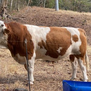 Imagen-de-WhatsApp-2025-01-10-a-las-08.59.01_ad2c5e55