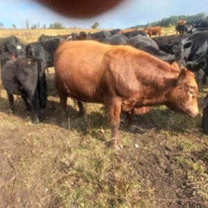 Imagen-de-WhatsApp-2025-03-28-a-las-16.22.48_8a835843