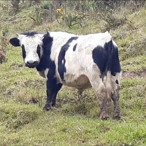 Screenshot_20210510-164430_Gallery-1