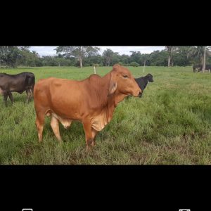 Screenshot_20210816-163745_Video-Player