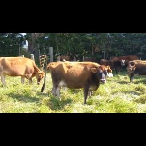 Screenshot_20230208-094748_Video-Player-1