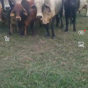 Screenshot_20230717_181524_com.huawei.himovie.overseas